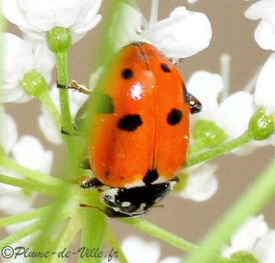 Insectes autres . La Coccinelle des friches PlumeDeVille